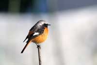 �W���E�r�^�L