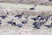 �I�I�q�V�N�C�ƃ}�K��